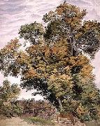 Study of an Oak Tree Thomas